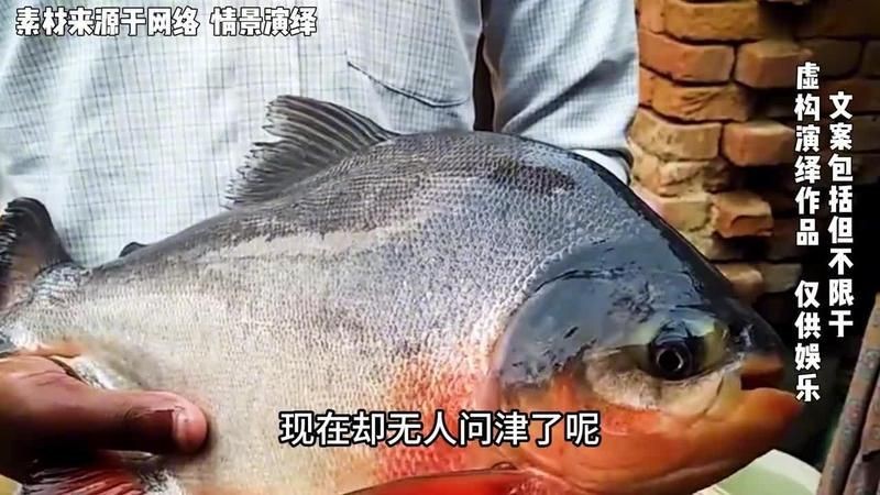 紅鯧魚(yú)為什么很少人買