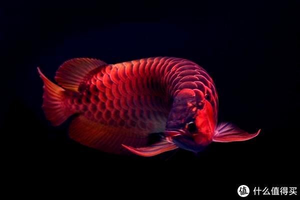 紅龍過背的養護難度如何？