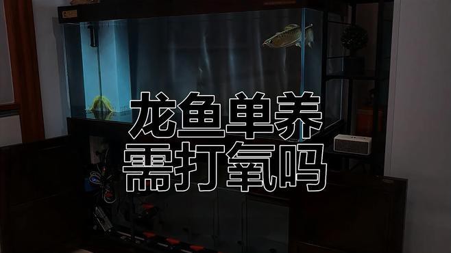 養(yǎng)藍(lán)龍魚需要供氧嗎為什么