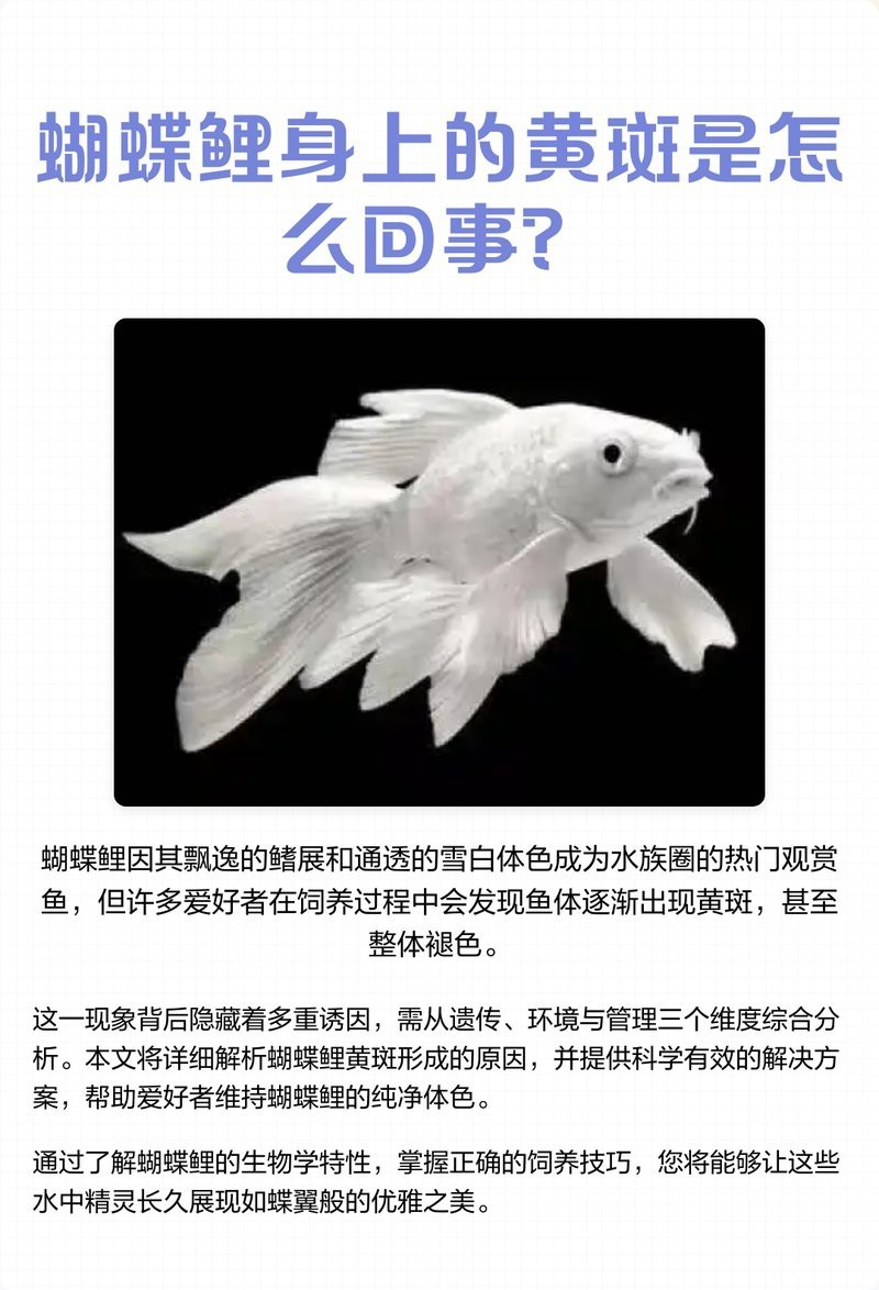 返祖蝴蝶鯉長大的樣子
