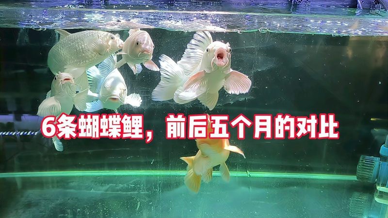 返祖蝴蝶鯉長大的樣子