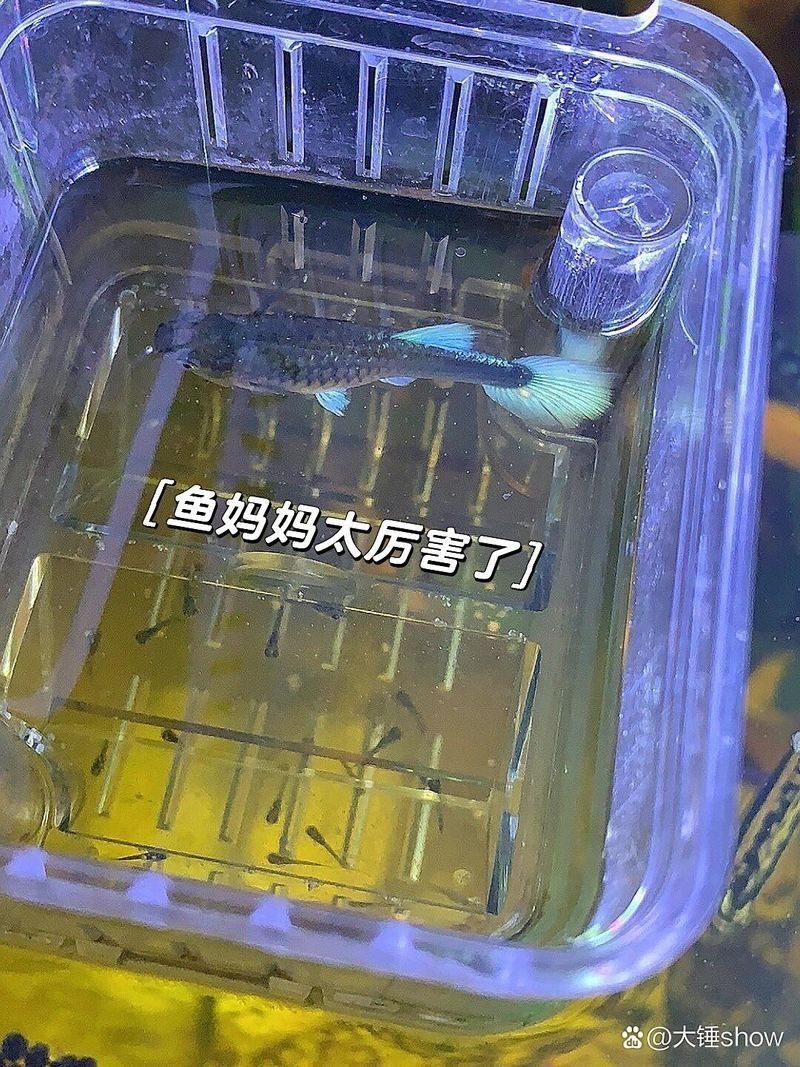 魟魚懷孕要生了
