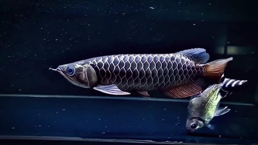 黑色的大魚叫什么龍魚圖片