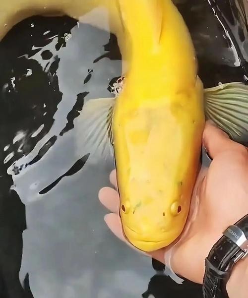 黑色的大魚叫什么龍魚圖片