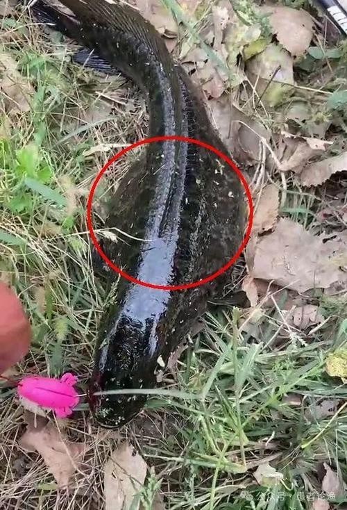 黑色的大魚叫什么龍魚圖片