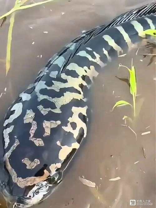 黑色的大魚叫什么龍魚圖片