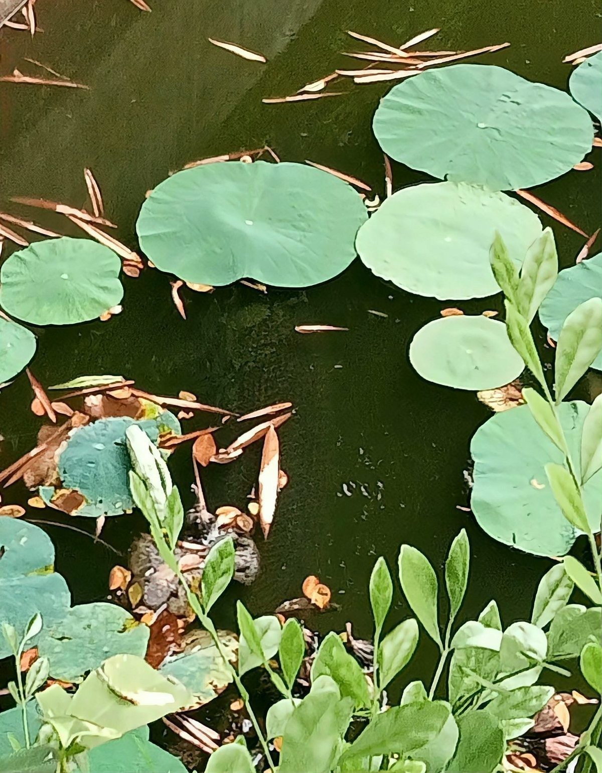 黑色的大魚叫什么龍魚圖片