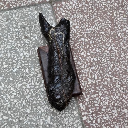 黑色的大魚叫什么龍魚圖片