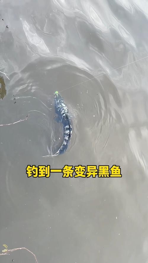 黑色的大魚叫什么龍魚圖片