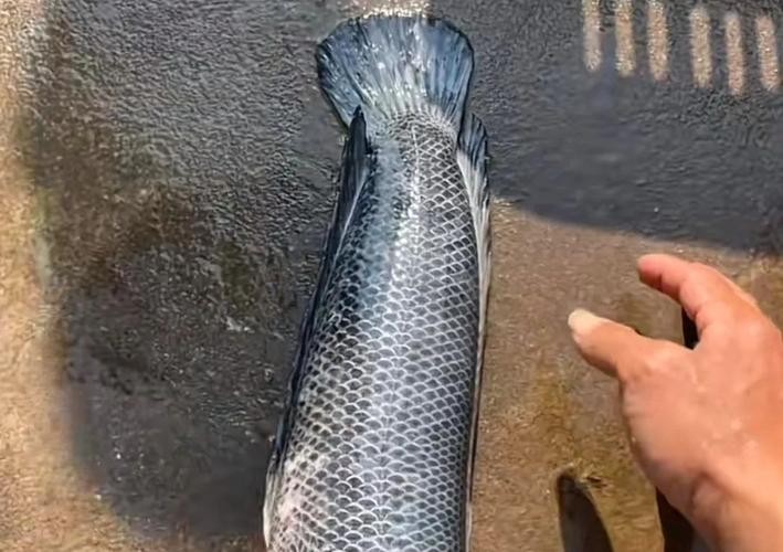 黑色的大魚叫什么龍魚圖片