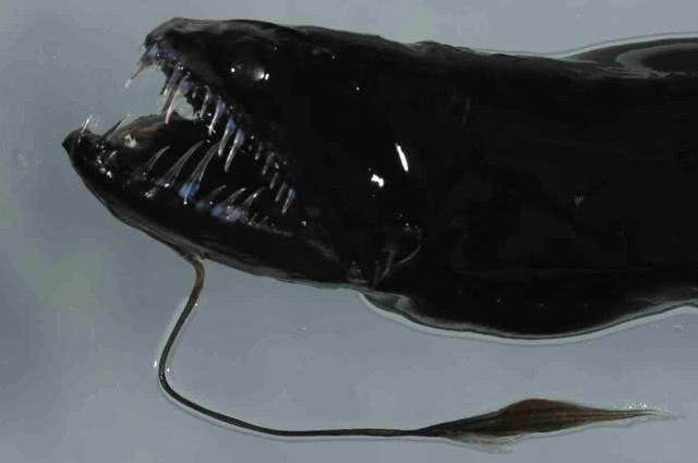 黑色的大魚叫什么龍魚圖片