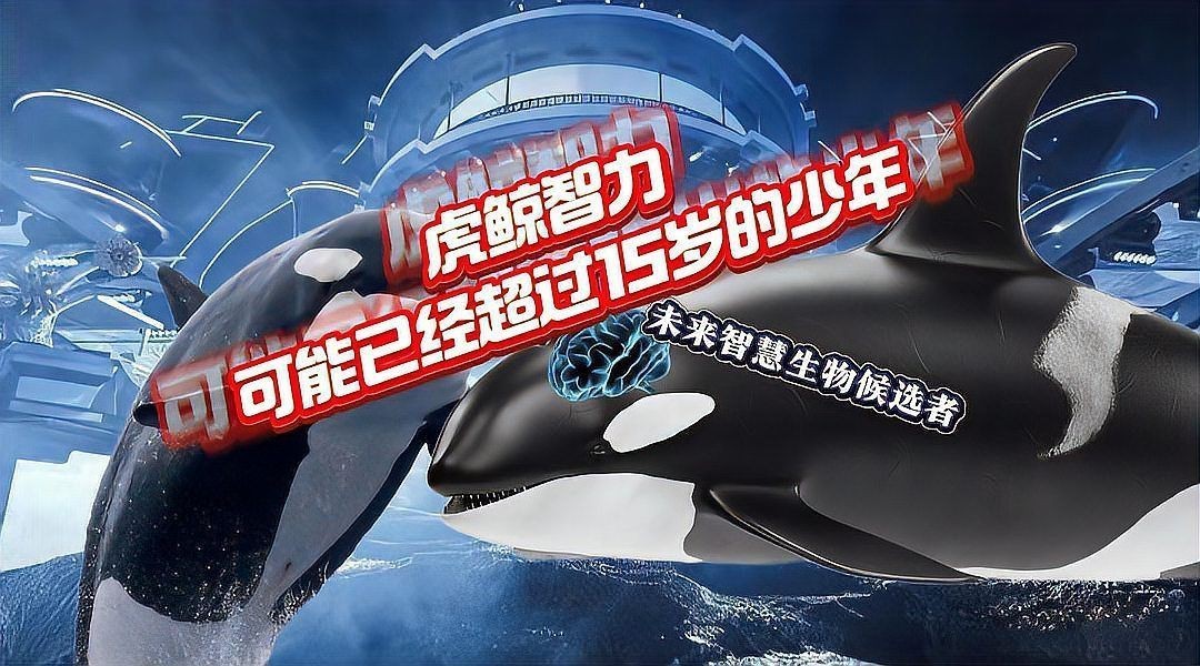 虎鯨擁有人類幾歲智商
