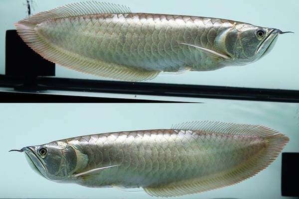 銀龍魚成魚多大可以吃
