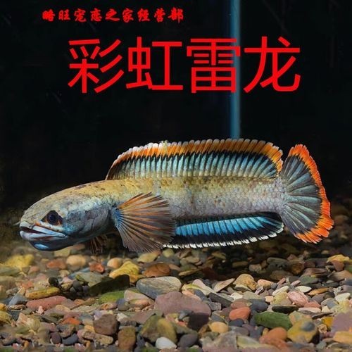 雷龍魚哪些品種適合新手？