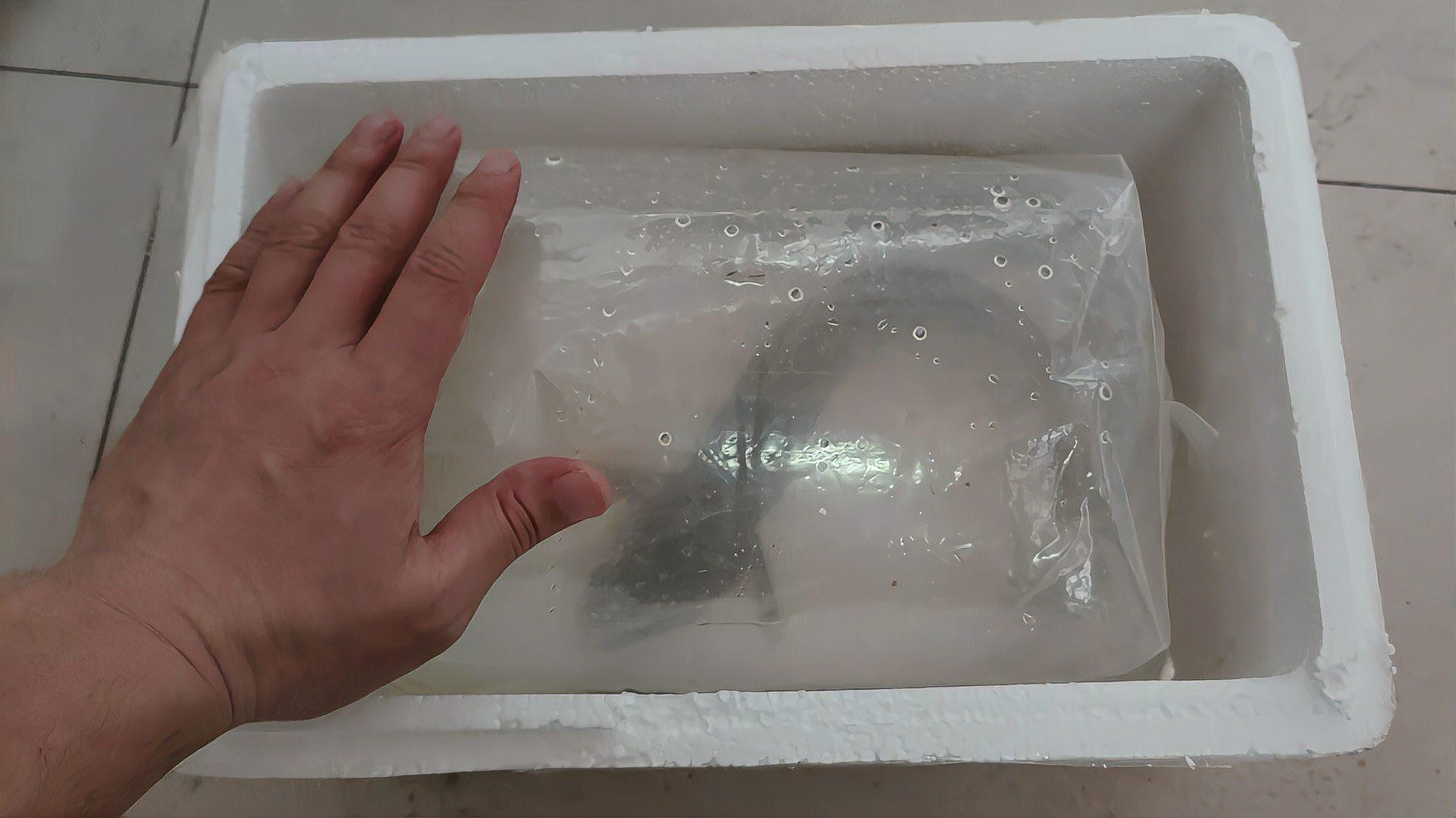 雷龍魚哪些品種適合新手？
