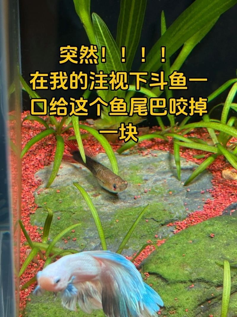 雷龍魚會(huì)吃其他魚嗎圖片