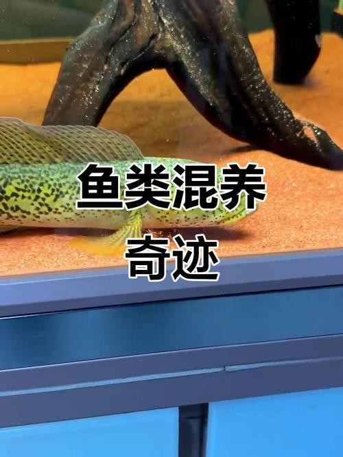 雷龍魚會(huì)吃其他魚嗎圖片