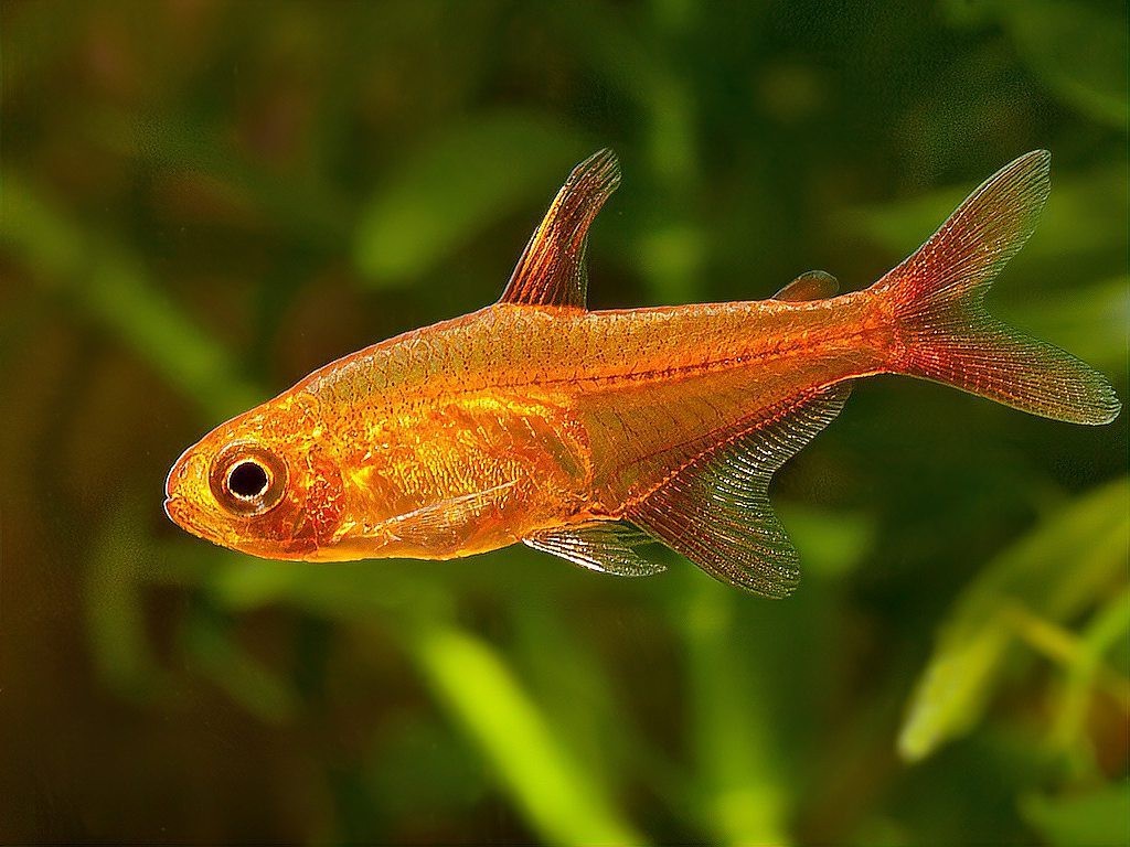 十大最建議買的燈科魚