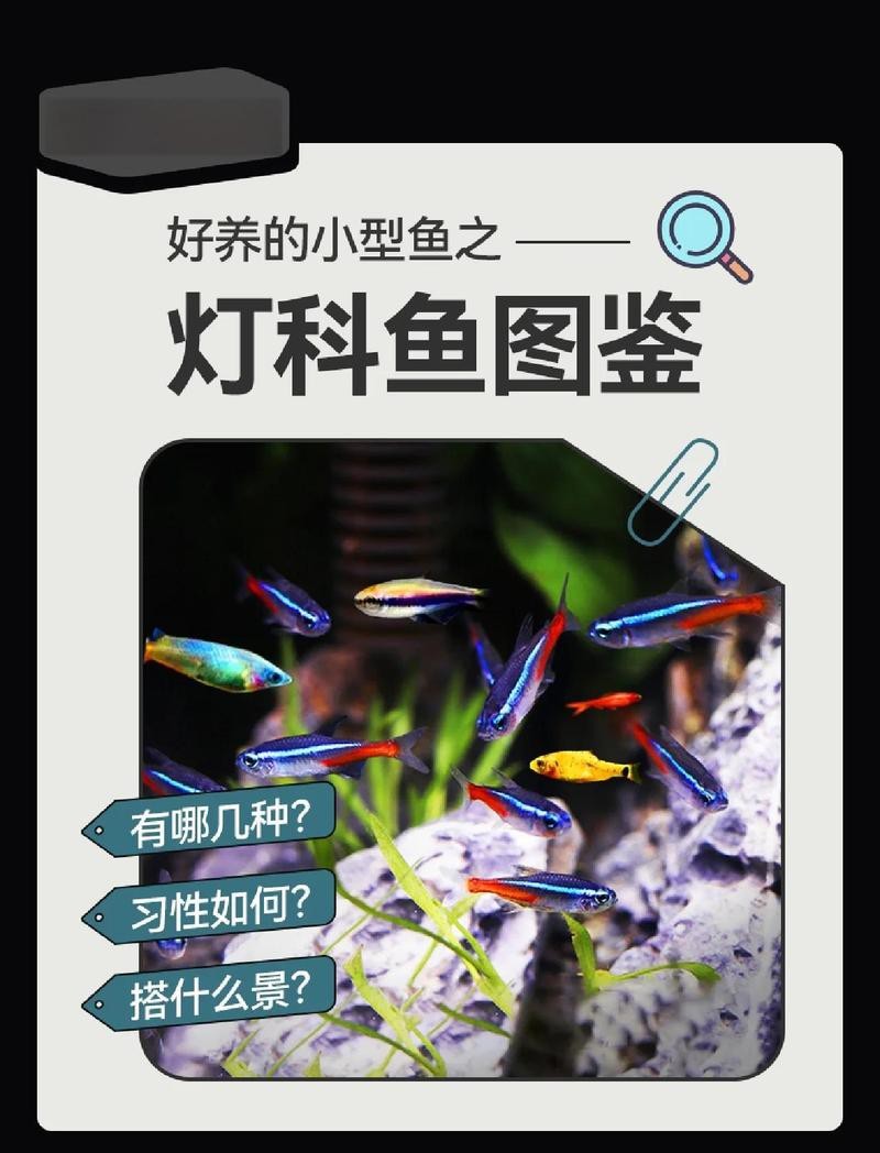 十大最建議買的燈科魚