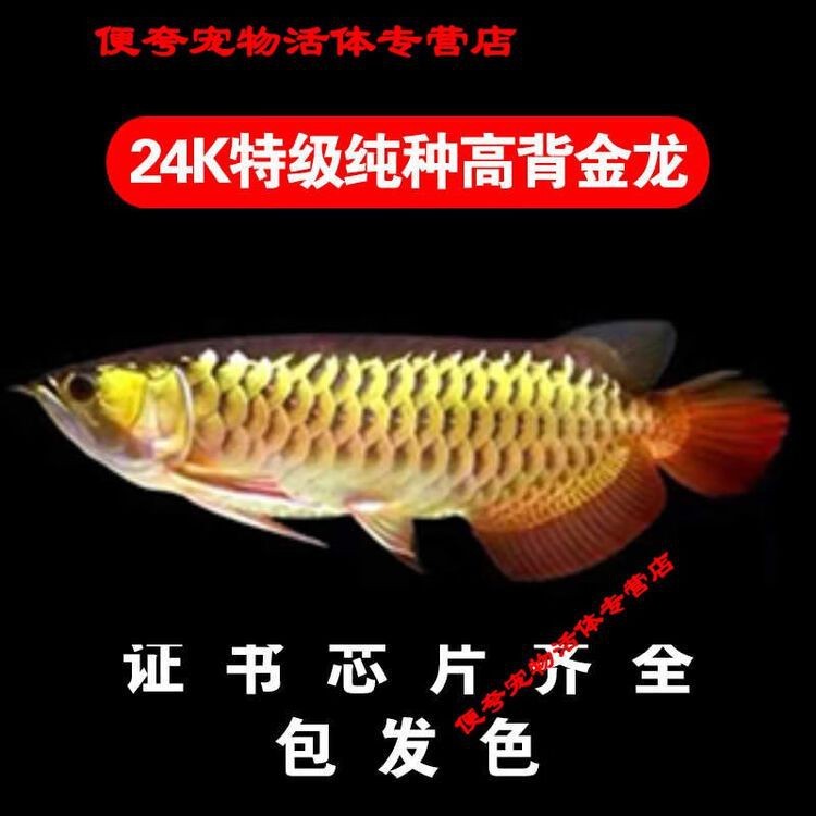 古典過背金龍魚價格表圖片