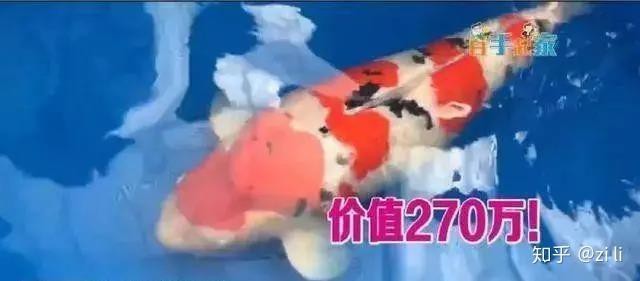丹頂錦鯉魚多少元一條