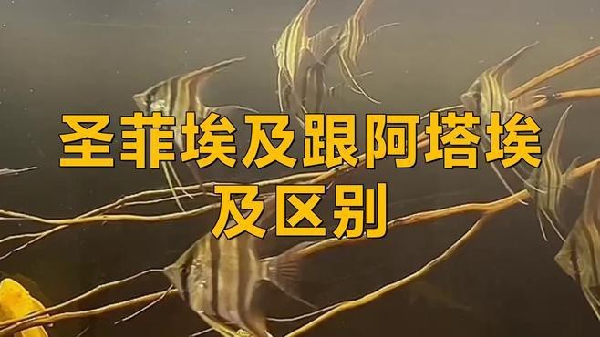 圣菲和阿塔哪個更火
