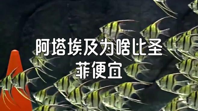 圣菲和阿塔哪個更火