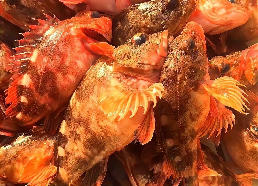 虎頭魚 虎頭魚 龍魚論壇 第2張