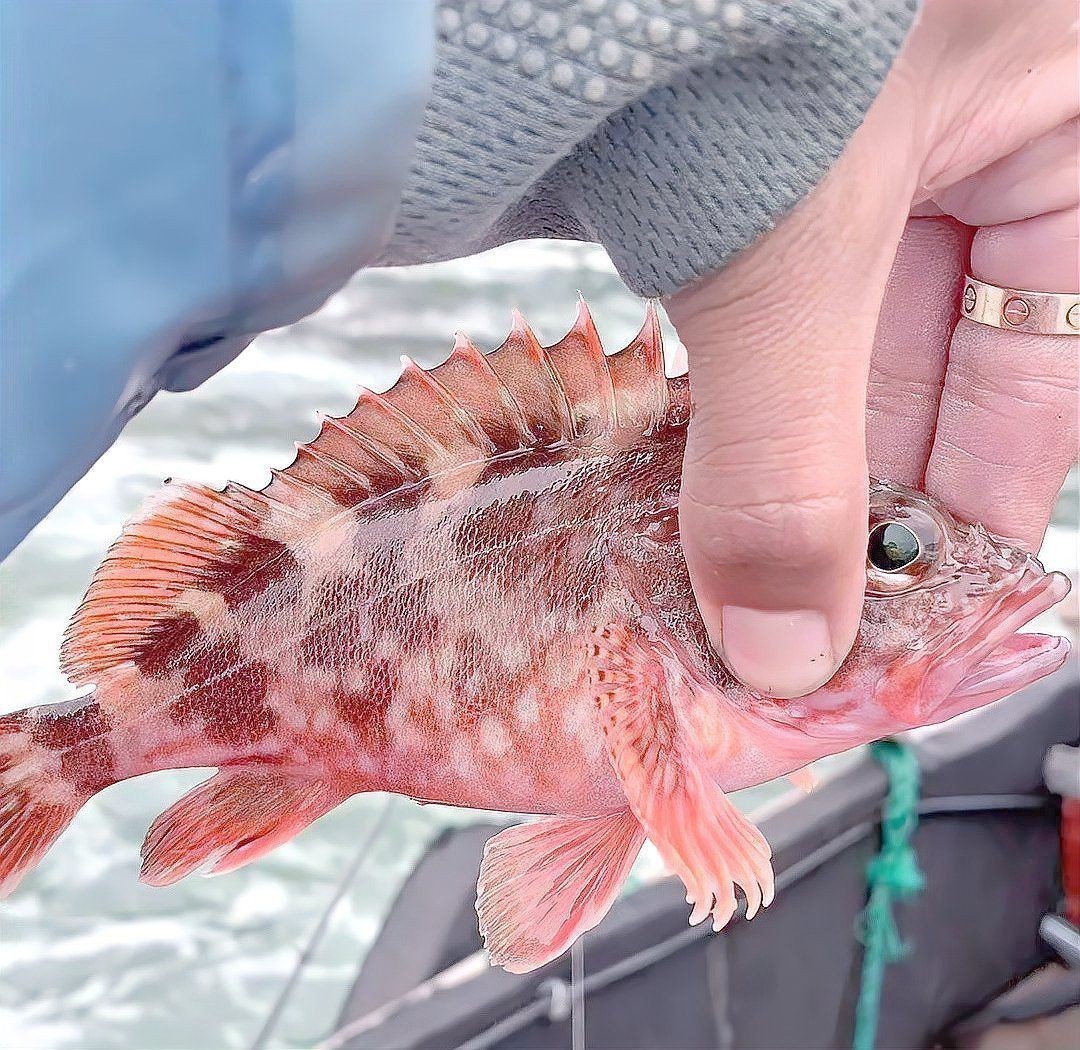 虎頭魚 虎頭魚 龍魚論壇 第4張