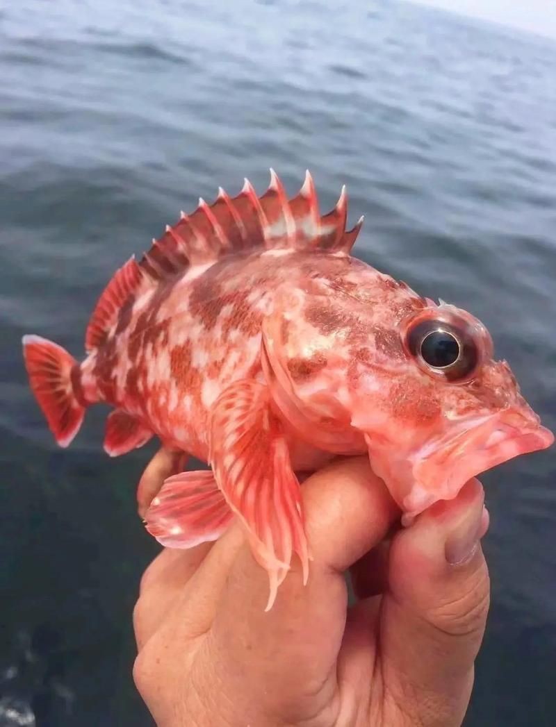 虎頭魚 虎頭魚 龍魚論壇 第8張