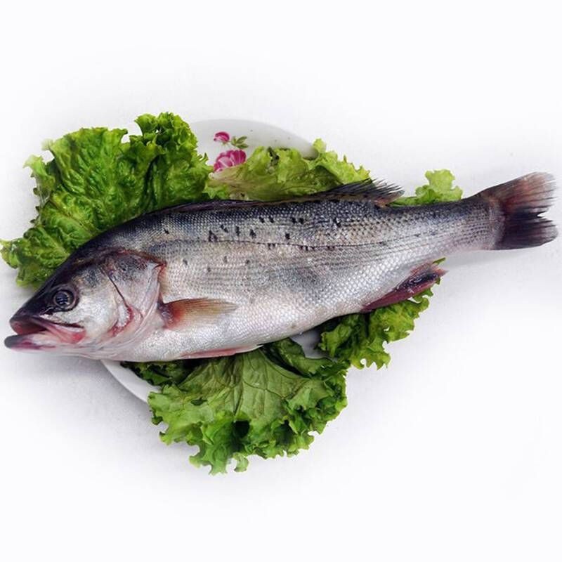 虎頭魚 虎頭魚 龍魚論壇 第7張