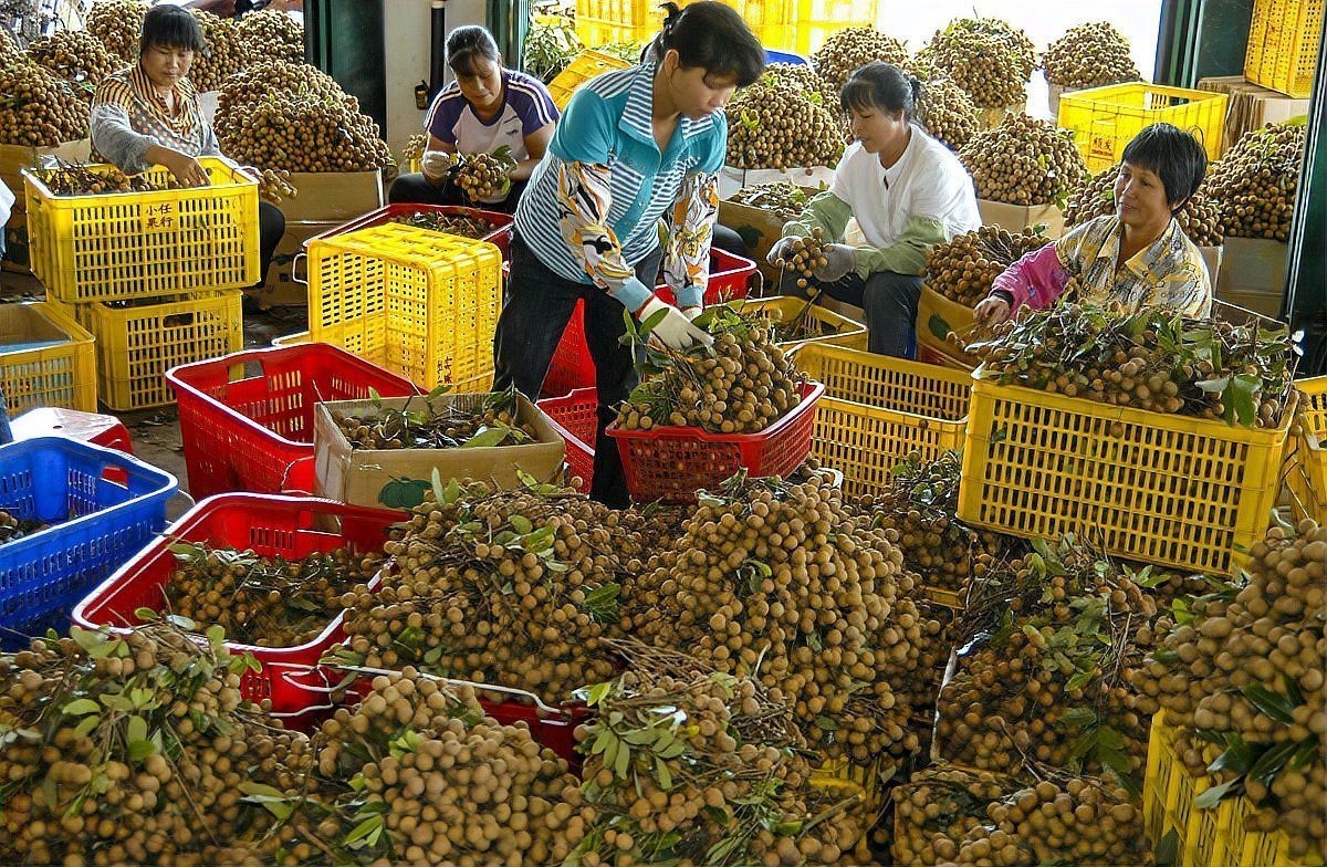 龍眼白膜最怕三個(gè)部位
