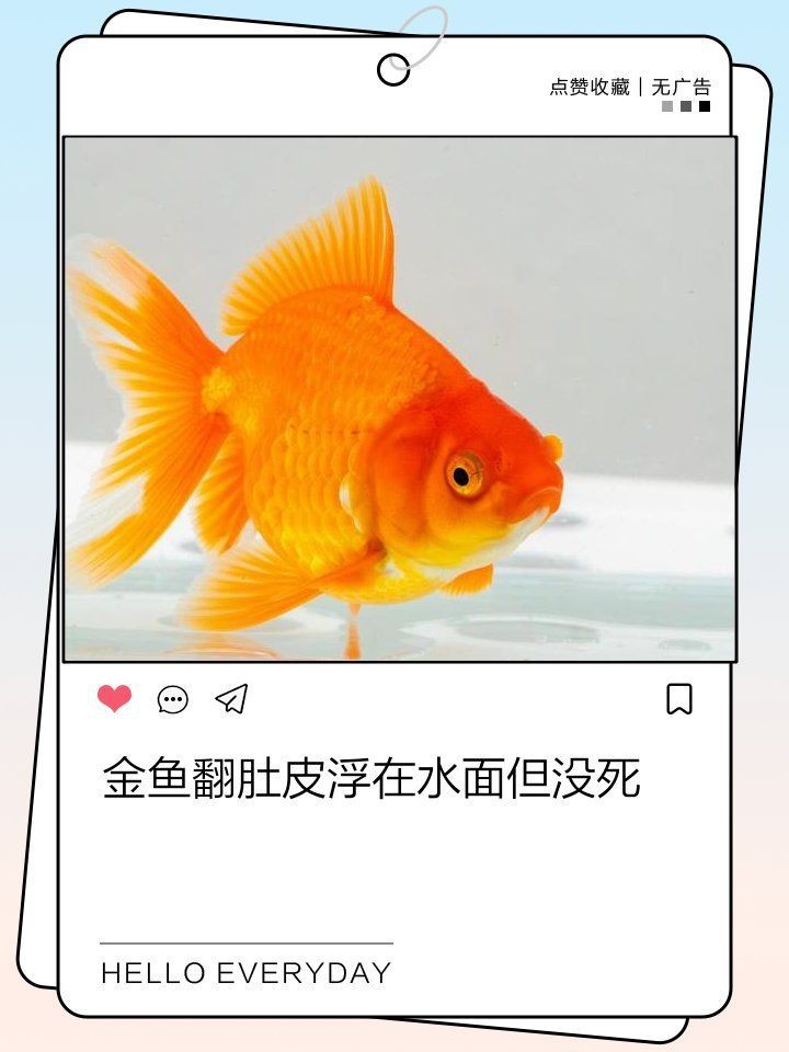 蝴蝶鯉翻肚子怎么回事