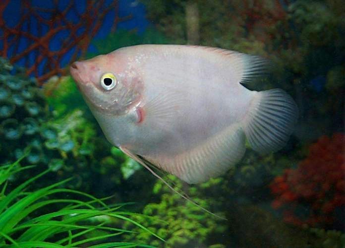 招財魚可以和銀龍魚混養嗎圖片大全大圖