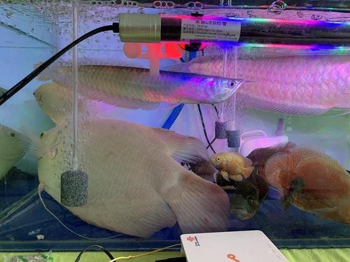 招財魚可以和銀龍魚混養嗎圖片大全大圖