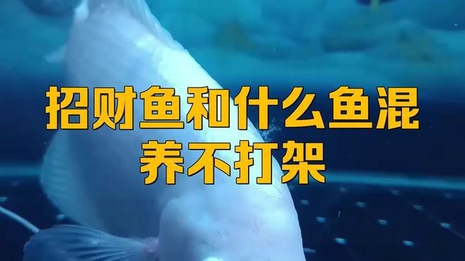 招財魚可以和銀龍魚混養嗎圖片大全大圖