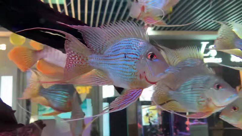花地灣祥龍魚場有哪些魚類品種？