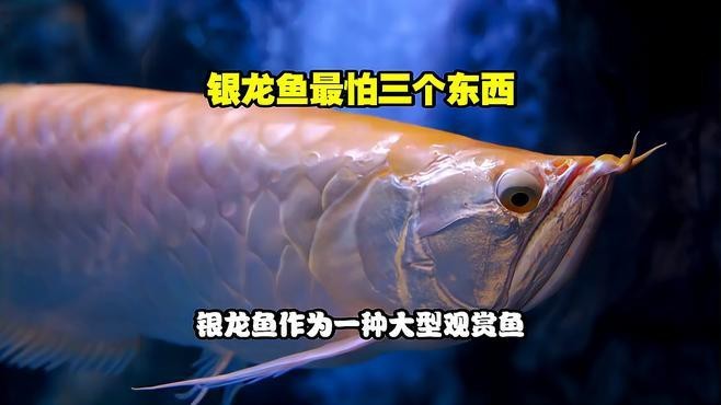 銀龍魚混養(yǎng)最忌三種魚