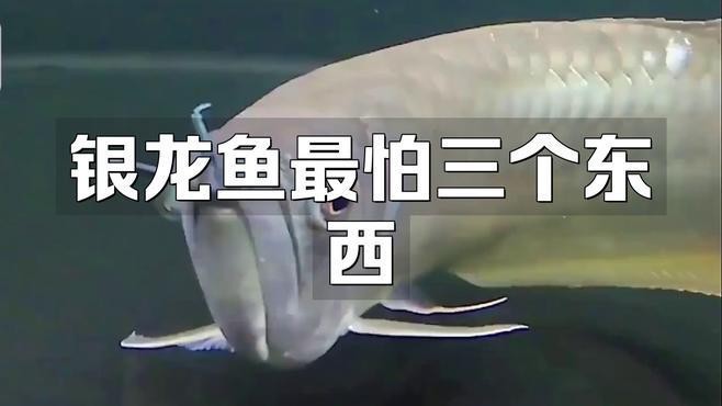 銀龍魚混養最忌三種魚