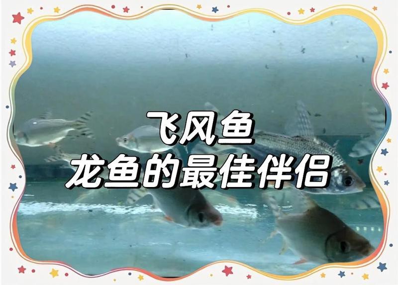 飛鳳魚優(yōu)缺點(diǎn)