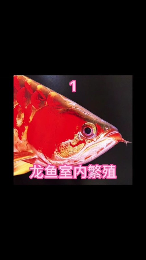 龍魚的卵是什么樣子的圖片大全