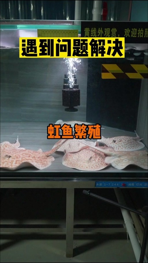 龍魚的卵是什么樣子的圖片大全