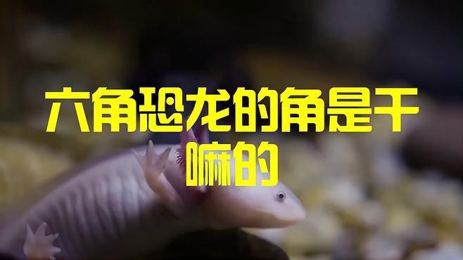 恐龍魚品種大全圖解圖片欣賞