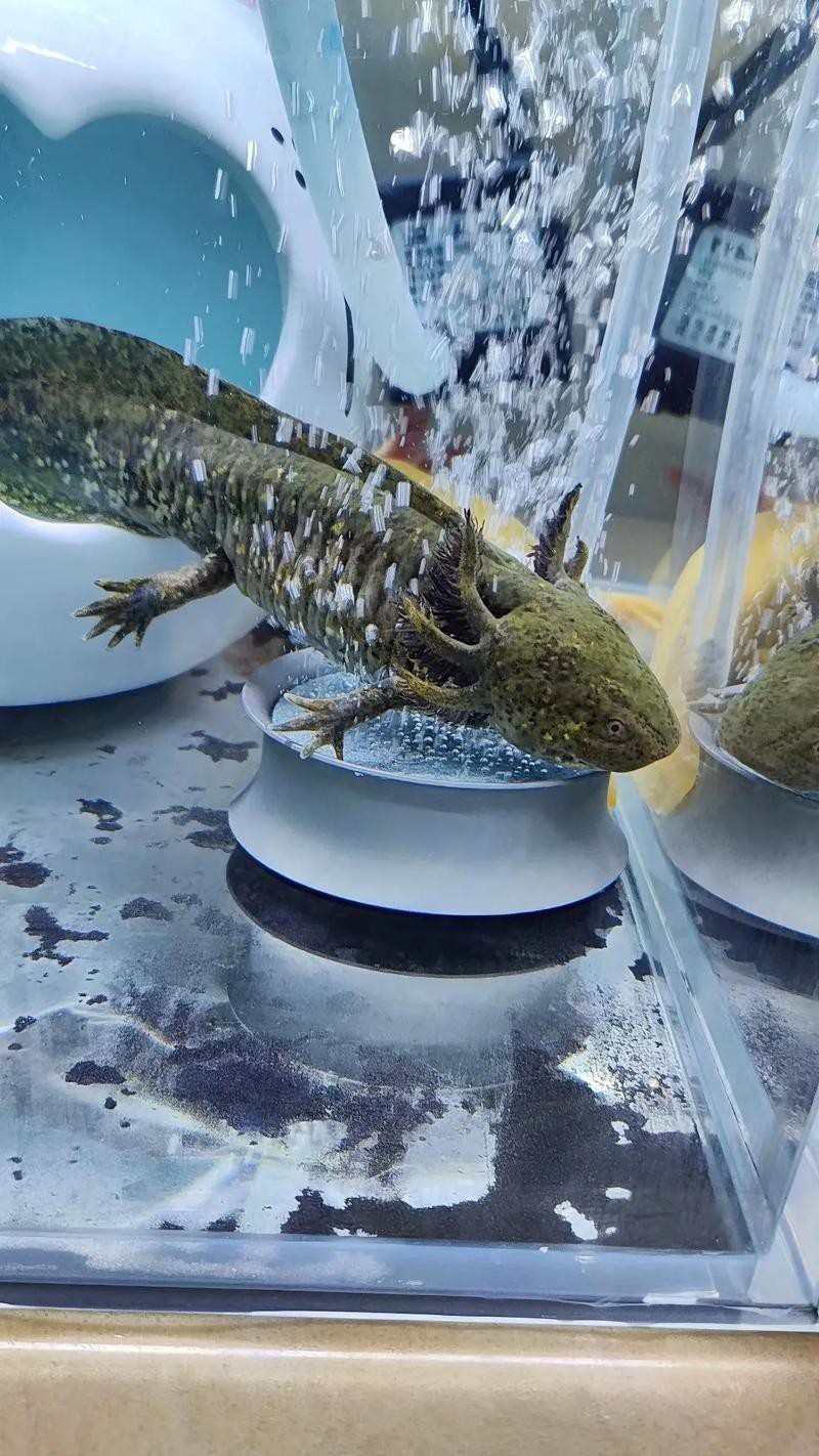 恐龍魚品種大全圖解圖片欣賞