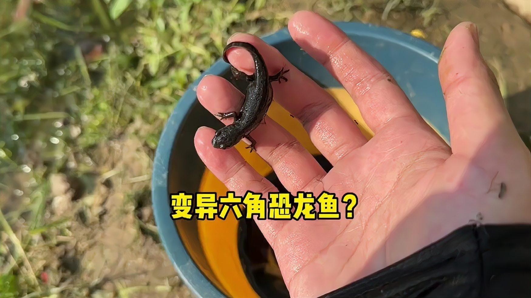 恐龍魚品種大全圖解圖片欣賞
