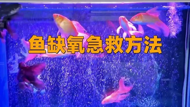 紅龍魚缺氧了怎么急救 紅龍魚缺氧了怎么急救 龍魚百科 第1張