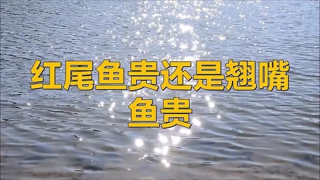 紅尾和翹嘴哪個價值更高