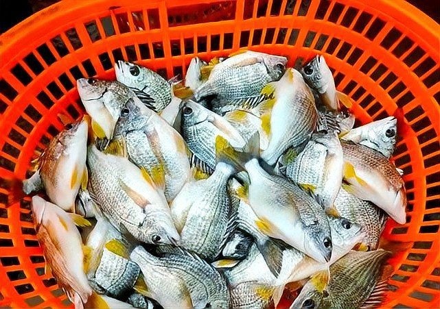 海魚黃鰭
