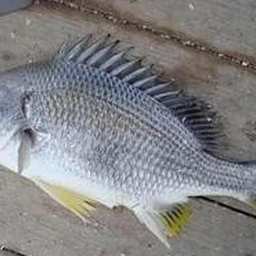 海魚黃鰭