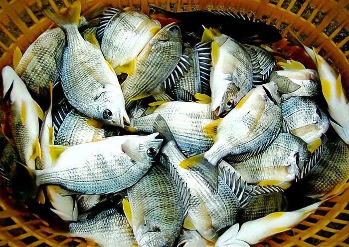 海魚黃鰭